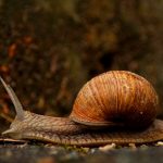 CVE-2018-5002 – Adobe Flash Player Stack Buffer Overflow Vulnerability Alert!